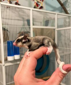 Adopt Fanny Sugar Glider