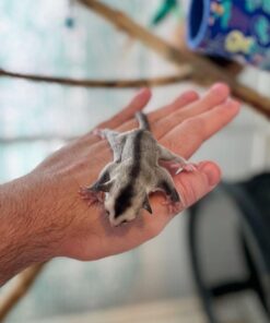 Adopt Fanny Sugar Glider