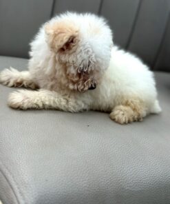 Adopt a Single Maltese Puppy in USA
