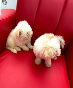 Where to Adopt Couple Maltese Puppies