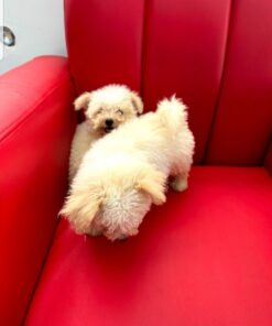 Where to Adopt Couple Maltese Puppies