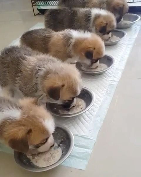 How to Properly Feed Your Corgi Puppy