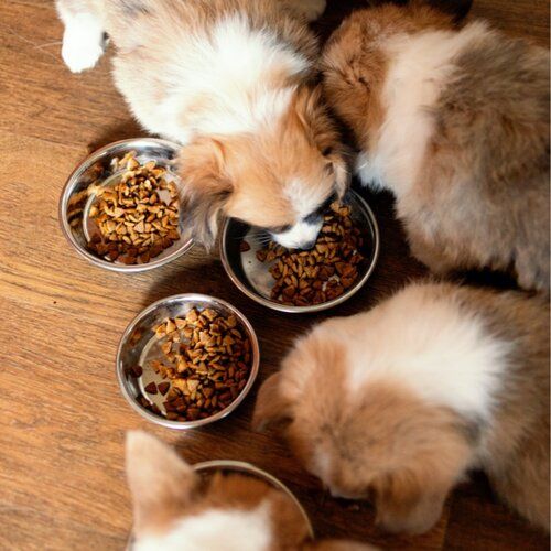 How to Properly Feed Your Corgi Puppy