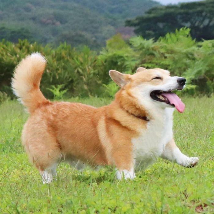 Intelligence & Smartness Of Corgi Dogs