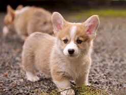 Buy Pembroke Welsh Corgi Puppies USA