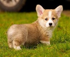 Buy Pembroke Welsh Corgi Puppies USA