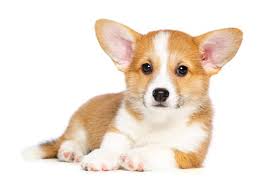 Buy Corgi Puppy Online as Pet