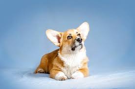 The Joy of Owning a Corgi Puppy