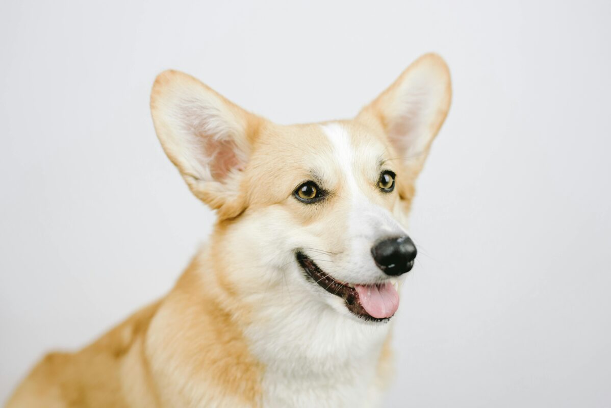 Intelligence & Smartness Of Corgi Dogs