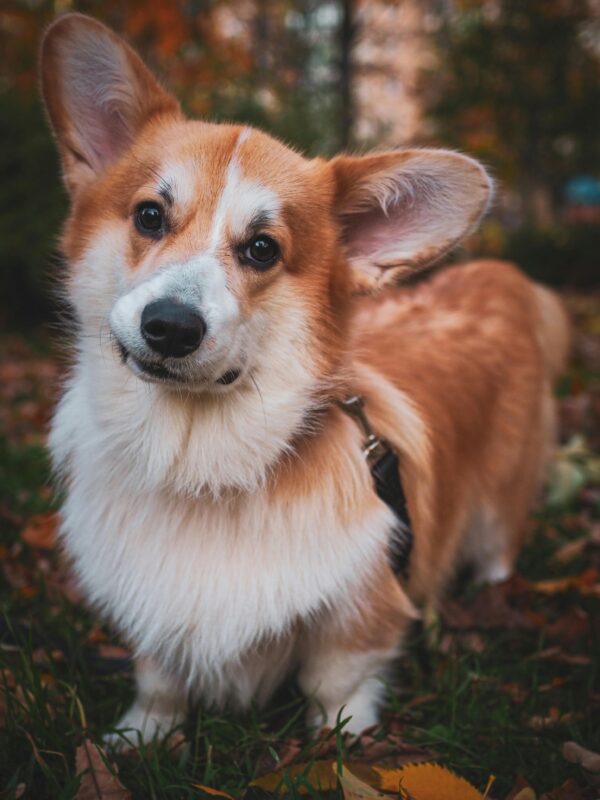 Where to Buy Pembroke Welsh Corgi Puppies USA