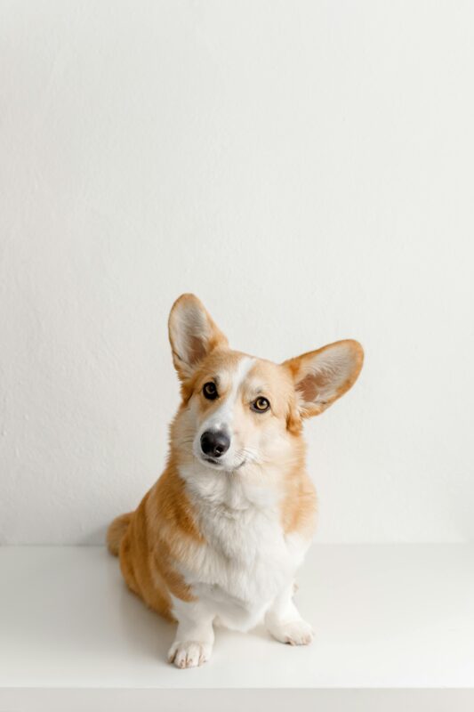Intelligence & Smartness Of Corgi Dogs
